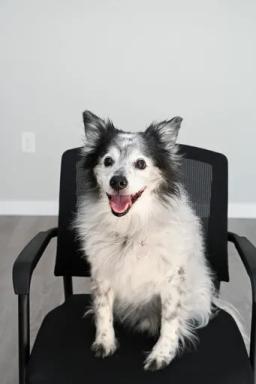 Chip, Director of Pup-Lick Relations at Sun Kissed Energy