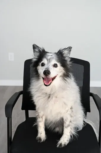 Chip, Director of Pup-Lick Relations at Sun Kissed Energy